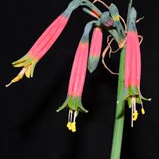 Image result for Thomandersiaceae