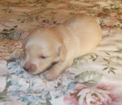 Don't miss what's happening in your neighborhood. Akc Miniature Dachshund Puppies For Sale In Spring Creek Pennsylvania Classified Americanlisted Com