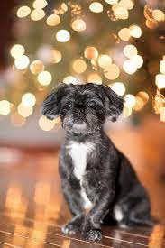 Pet photography tips at jcpenney portraits, we strive to capture the unique personality of your best friend. Holiday Pet Portrait Holiday Pet Portraits Pet Christmas Pictures Pet Portraits