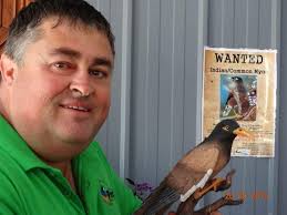 Canberra Indian Myna Action Group Inc