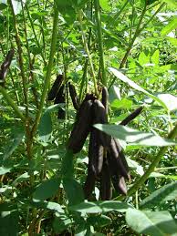 Image result for Crotalaria trichotoma