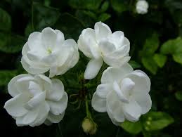 Contoh geguritan dan arti kata kata sulit, contoh geguritan, contoh geguritan gagrak anyar, contoh lirik lagu tema transportasi (macam kendaraan) untuk paud via artikelgakbasi.blogspot.com. Kembang Melati Dadi Tamba Ati Informasi Sejarah Budaya Wisata Kebumen