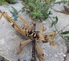 House crickets measure 16 to 22 mm in length. Rare Giant Bush Cricket Spotted In Eastern Turkey Daily Sabah