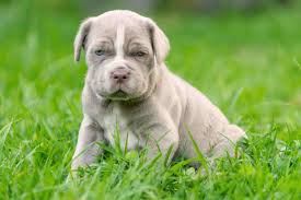 Napoleon the wonder dog with his master, g. Neapolitan Mastiff Full Profile History And Care