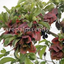 Image result for Terminalia boivinii