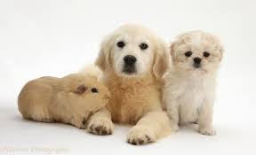 Maybe you would like to learn more about one of these? Pets Golden Retriever Pup Shih Tzu Pup And Guinea Pig Photo Wp28348