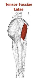 The hamstring muscles, also known as the rear thighs, make up the backside of the upper leg anatomy. Leg Anatomy All About The Leg Muscles