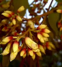 Image result for Dalbergia boehmii