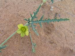 Image result for Acanthosicyos naudinianus