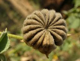 Image result for Abutilon hirtum