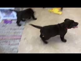 Check spelling or type a new query. Lab Puppies For Sale In Michigan Under 500 07 2021