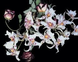 Nobuyoshi Araki Flowers 2001 On Artstack Nobuyoshi Araki Huang Mu Jing Wei Art Art Japanese Contemporary Art The Flowers Of Evil