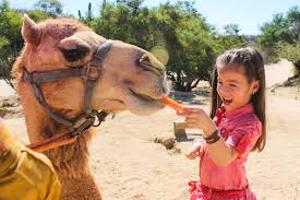 We had the opportunity to feed the camels carrots, as they this was my first time riding a camel or even being so close to one. Camel Rides In Cabo Best Camel Riding Tour In Cabo San Lucas