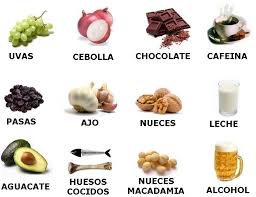 Alimentos Prohibidos Para Perros Y Gatos
