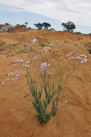 Image result for Emilia tenellula