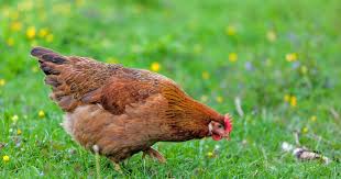 Sie werden in typ a, b und c unterteilt. Vogelgrippe Ist Die Stallpflicht Sinnvoll Mein Schoner Garten
