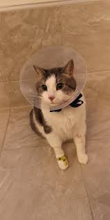 In human medicine it also can refer to an accumulation or nodule of mast cells that resembles a tumor. Meow Album On Imgur