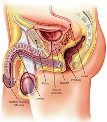 Anatomi fisiologi saluran perkemihan terdiri dari ginjal, ureter, vesika urinaria dan urethra. Kantung Kemih Terdapat Benjolan Bila Ditekan Terasa Sakit Tanya Alodokter