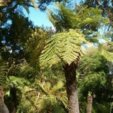 Image result for Cyathea dregei