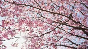 Maybe you would like to learn more about one of these? Sakura Live Wallpaper For Android Apk Download