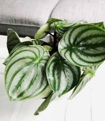 Alocasia black velvet is one of the most exotic plants for plant lovers. Online Babyplants Erfahrung Von Der Babypflanze Zum Dschungel