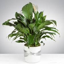 In temple, texas, the weather may be. Plants Delivery Temple Wonderland Flowers
