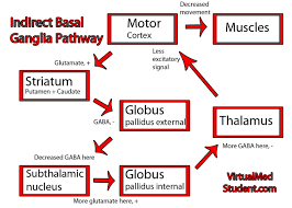 Throughout this introductory review we direct the reader to other reviews in this special. Virtualmedstudent Com Basal Ganglia Indirect Pathway Basal Ganglia Brain Facts Human Anatomy And Physiology