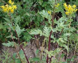 Image result for Senecio ruwenzoriensis