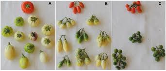 Image result for Solanum aethiopicum