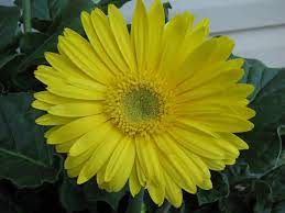 Yellow Gerbera Daisy Daisy Flower Tattoos Gerbera Daisy Yellow Daisy Flower