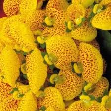 Image result for Calceolaria tripartita