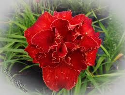 Image result for Hemerocallis `Moses Fire`