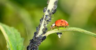 BUGS?!: Insect Control Around the Home Landscape