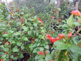 Image result for Ruttya fruticosa