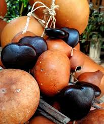 Image result for Entada gigas