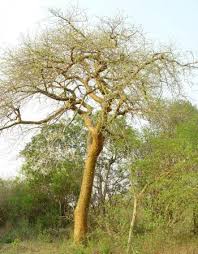 Image result for Commiphora schlechteri