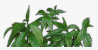 This page is about pokok belalai gajah,contains cahaya hidupku: Daun Belalai Gajah Nettle Family Hd Png Download Transparent Png Image Pngitem