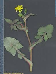 Image result for Sonchus oleraceus