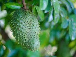 Those who have never seen a soursop before are often amazed by its. Soursop Fruit Benefits How To Grow Soursop Trees