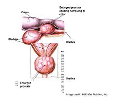 Although the percentage of cases in men is much lower than in women, male breast cancer accounts for a por. Prostate Gland Disease Lodi Veterinary Care