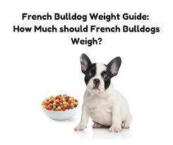 French Bulldog Weight Guide How Much Should French Bulldogs