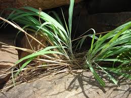 Image result for Cymbopogon caesius