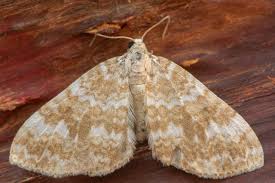 Getting rid of carpet moths. Don T Know How To Get Rid Of Moths Here Are 11 Good Ways Home Quicks