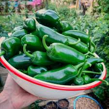 Common pest and disease problems with jalapeno pepper plants. Chilli Jalapeno Seeds The Seed Collection