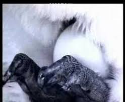 Bagaimana prosesnya yo sobat th, kali ini th akan membincangkan mengenai udang, haiwan ini bera. Penguin Jantan Kisah Bapa Misali Youtube