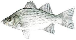 Download white bass stock photos. White Bass Wikipedia