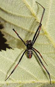 Whiteness is a public health crisis. Latrodectus Variolus Wikipedia