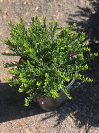 Image result for Polygala stenopetala