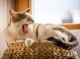 She will then walk away from us, like it's too overwhelming for her and just stand there coughing and/or trying to catch her breath. Cat Coughing Should I Be Worried About It Uk Pets