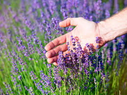 When planting in fall, avoid adding fertilizer at planting time. How To Grow And Care For Lavender Lovethegarden